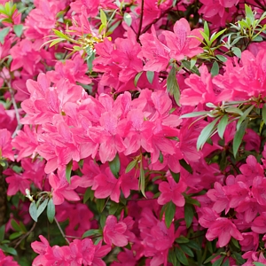 Azalea Chinzan